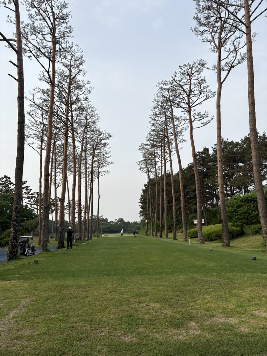 소나무 사진 3