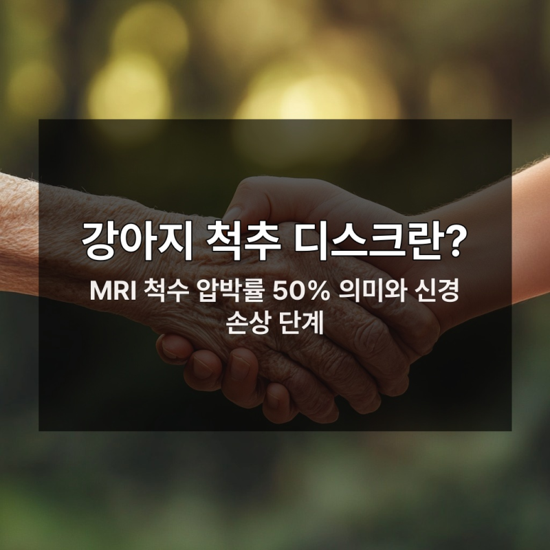 강아지 척추 디스크 50% 넘었다면 수술 늦으면 끝장