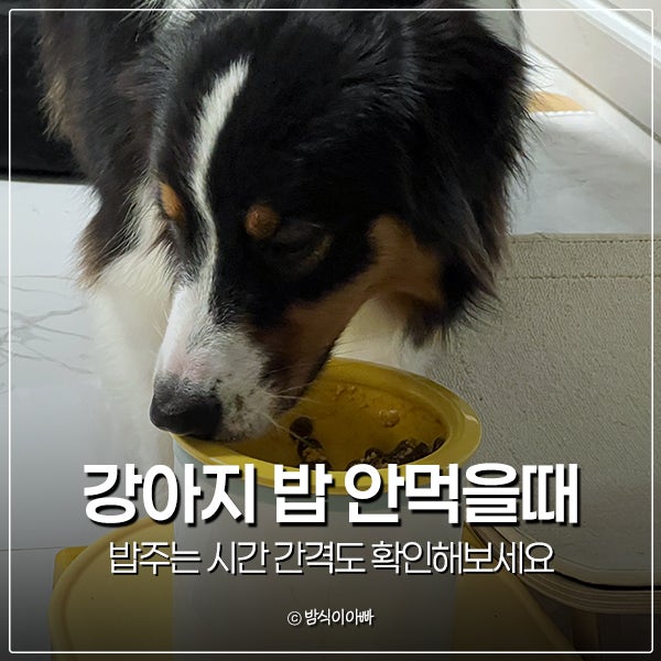 강아지 밥 안먹을때 밥주는 시간 간격도 확인해보세요