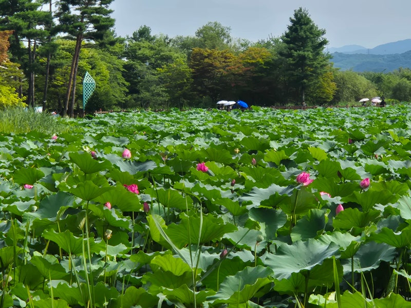 경기도 광주 퇴촌 가볼만한 곳 경안천 습지생태공원 연꽃 개화현황 애견동반 여부