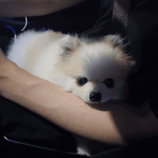 강아지 백내장 증상, 핵경화증과 어떻게 다를까요?