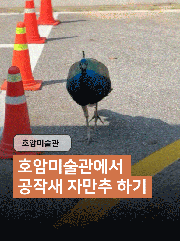 [용인] 호암미술관 공작새 자만추하기｜숲속 감성 카페·셔틀버스·할인팁