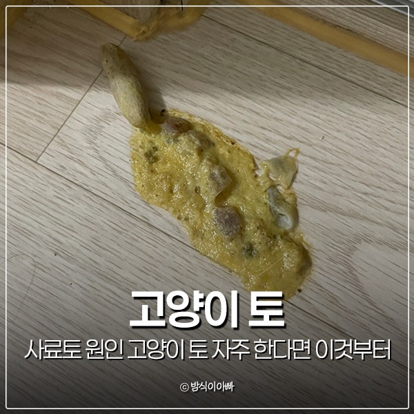 고양이 사료토 원인 고양이 토 자주 한다면 이것부터 확인