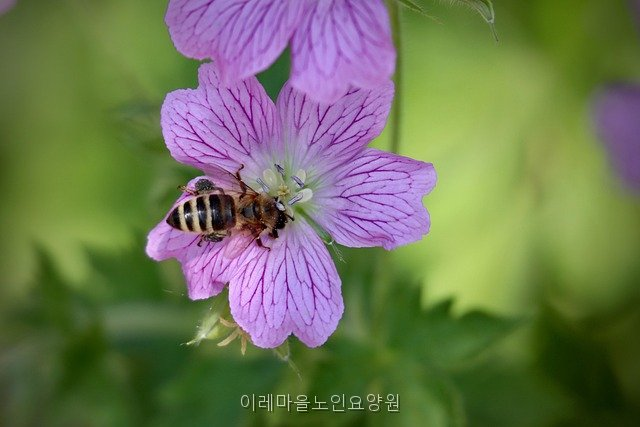 Iremaeulnoinyoyangwon photo 3