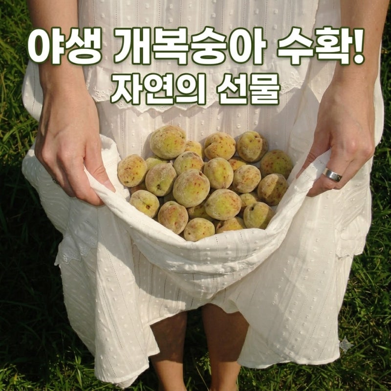 개복숭아 효능, 기관지 건강의 비밀 병기! 먹는 법까지 총정리