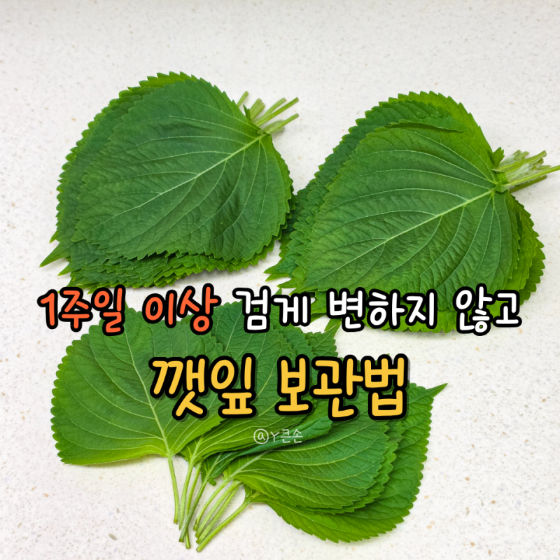 깻잎 보관법, 일주일 이상 검게 변하지 않는 냉장 보관 방법