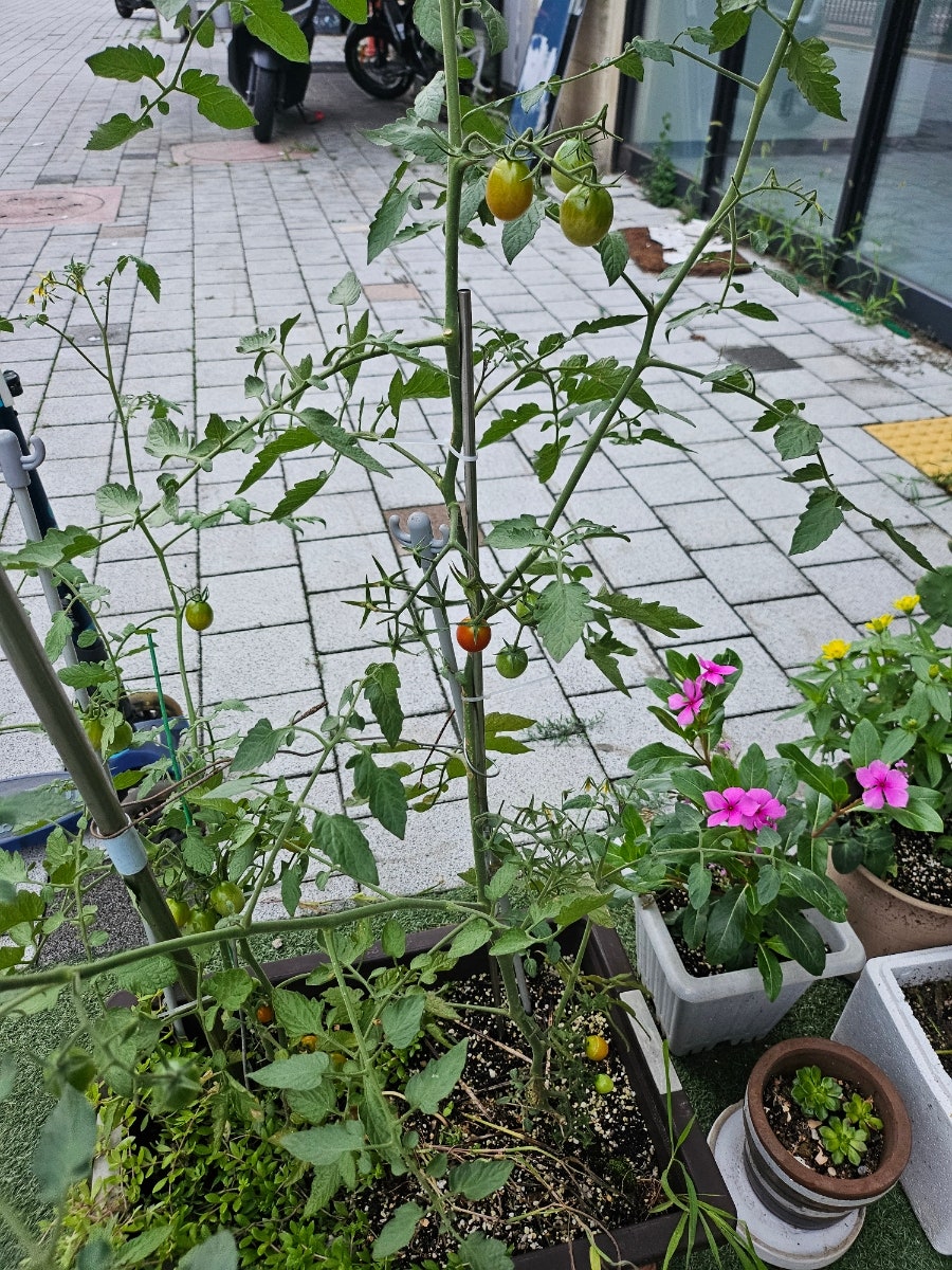 안녕로메 사진 3