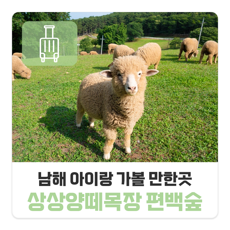 남해 상상양떼목장 편백숲 먹이주기 체험 백사슴 남해 여행 아이랑 가볼 만한 곳