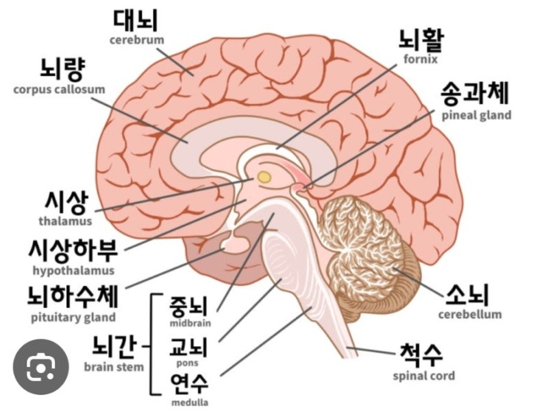 그리스어, 라틴어 의학 용어~