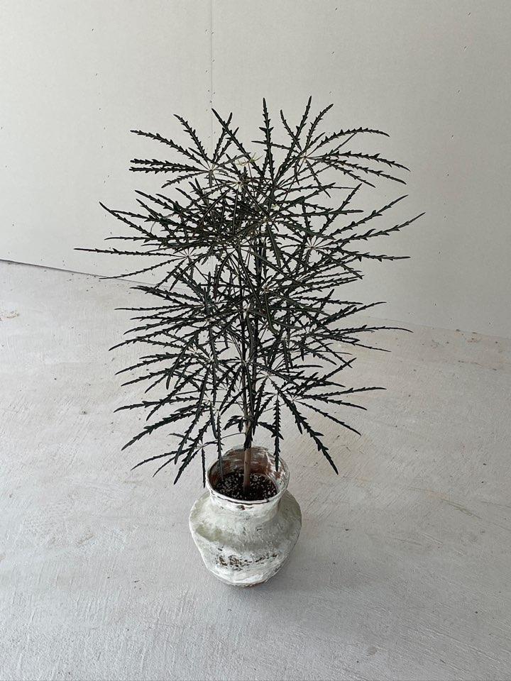 [Plant] 아라리아 아랄리아 인테리어 식물 키우기