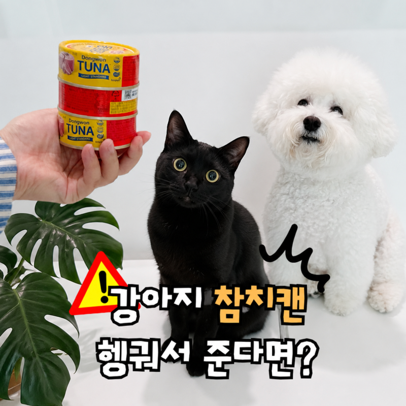 고양이 강아지 참치캔, 사람용 통조림 먹어도 될까