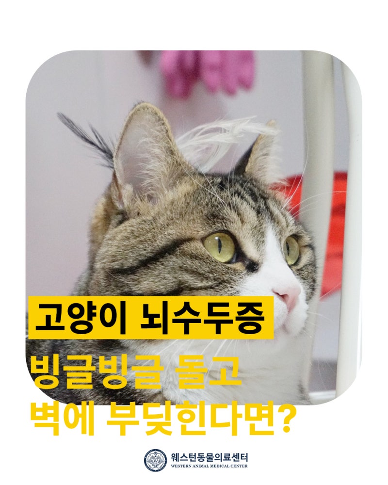 고양이 뇌수두증, 평소 어떻게 확인해야 될까요?