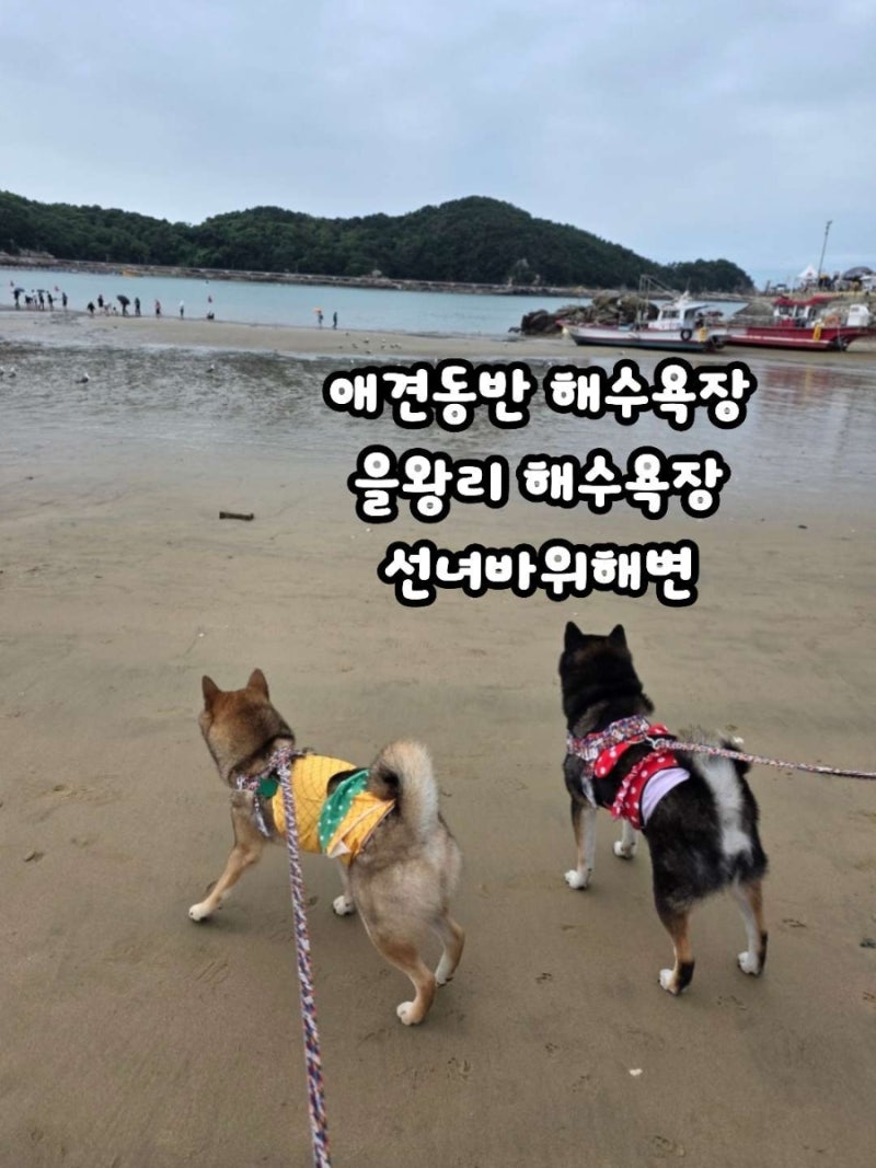 강아지 바다 을왕리 해수욕장 선녀바위해변 주차 애견동반 바다