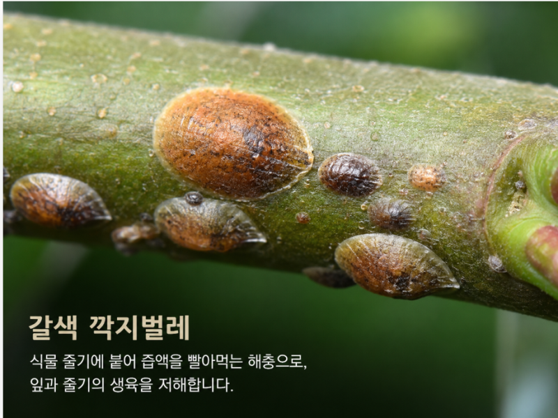 깍지벌레·개각충 완벽 퇴치 가이드 (4편)
