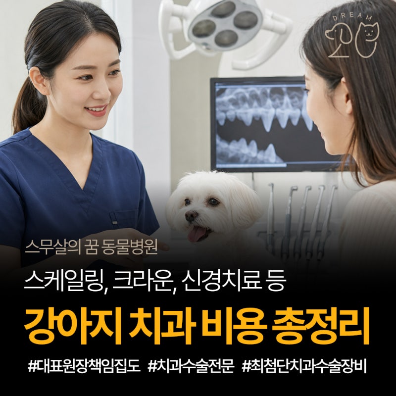 강아지 치과 비용, 치료별로 투명하게 알려드립니다.(크라운, 신경치료, 스케일링 등)