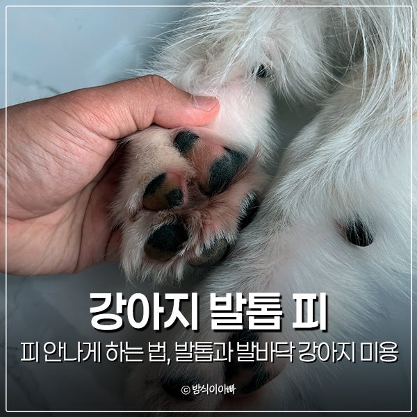 강아지 발톱 피 안나게 하는 법, 발톱과 발바닥 강아지 미용