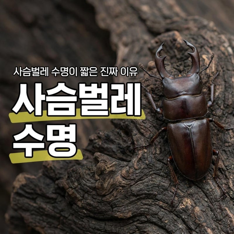 사슴벌레 수명이 진짜 짧은 이유는?먹이때문이라고?