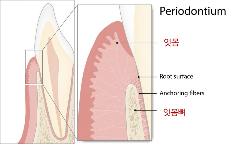 내려앉은 잇몸 재생 시키는 방법 있을까