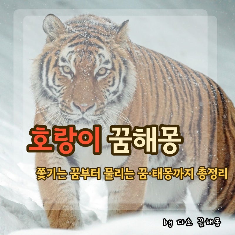 호랑이 꿈 해몽 총정리｜호랑이에게 쫓기거나 물리는 꿈, 집에 들어오는 꿈의 의미