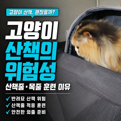 고양이 산책 하면 안 돼? 반려묘 산책의 위험성과 산책줄 목줄 훈련을 하는 이유