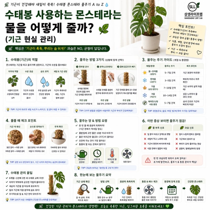수태봉 사용하는 몬스테라는 물을 어떻게 줄까? (기근 현실 관리)