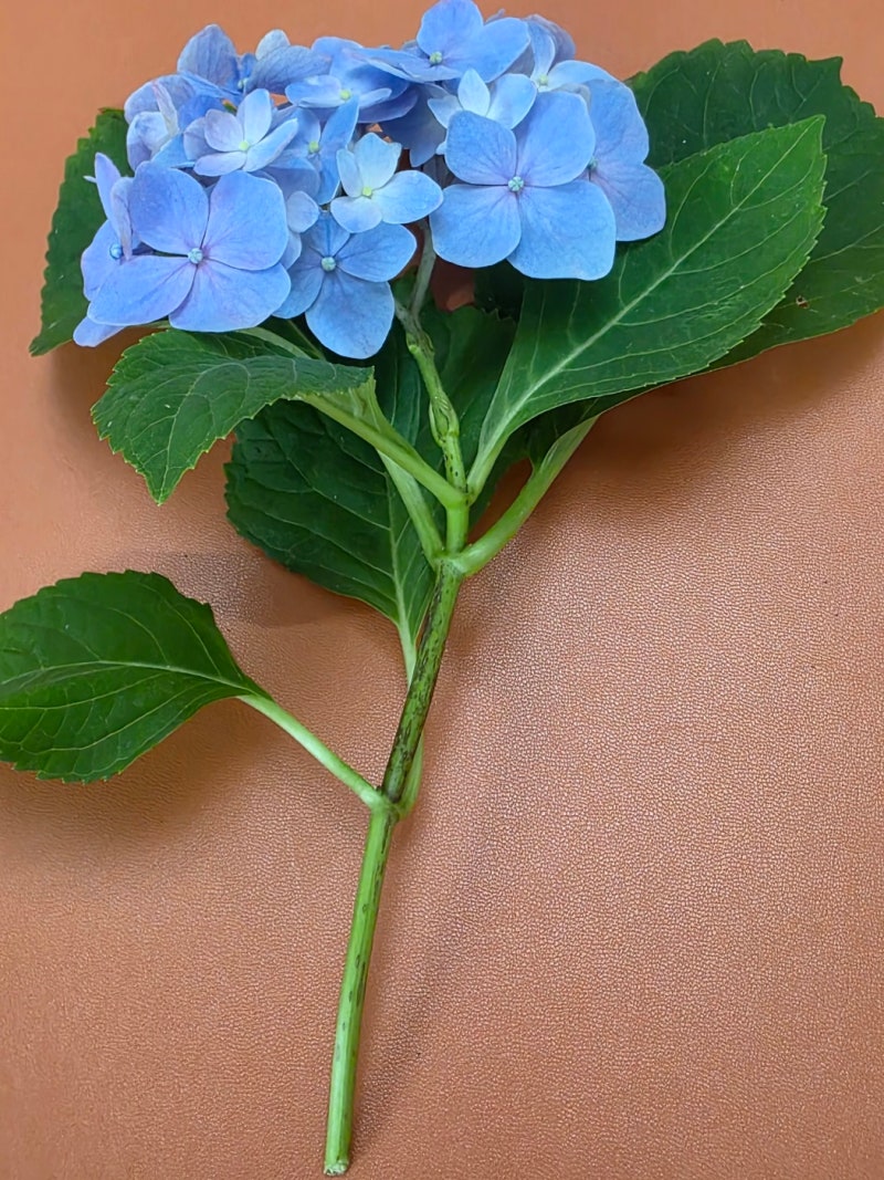 수국 삽목 성공의 비법: 삽수 선택부터 뿌리내리기까지 식집사 노하우 한눈에 보기[수국 시....