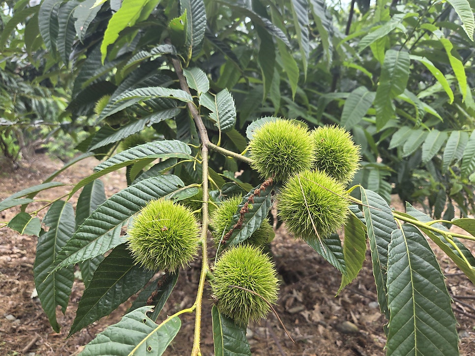 지등산 사진 6