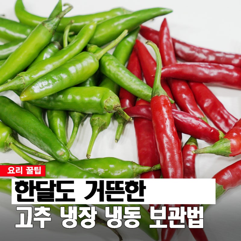 사오자마자 이렇게 했더니 한달도 거뜬! 물러 버리는 일이 줄었어요 청양고추 보관법