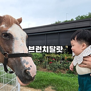 팔공산 브런치달랏 아기랑 가기 좋은 대형카페 알파카 먹이주기 체험까지
