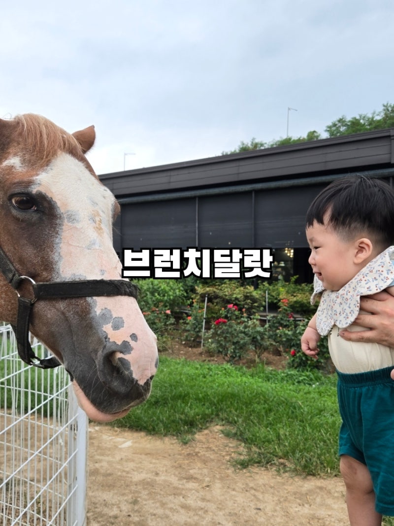 팔공산 브런치달랏 아기랑 가기 좋은 대형카페 알파카 먹이주기 체험까지
