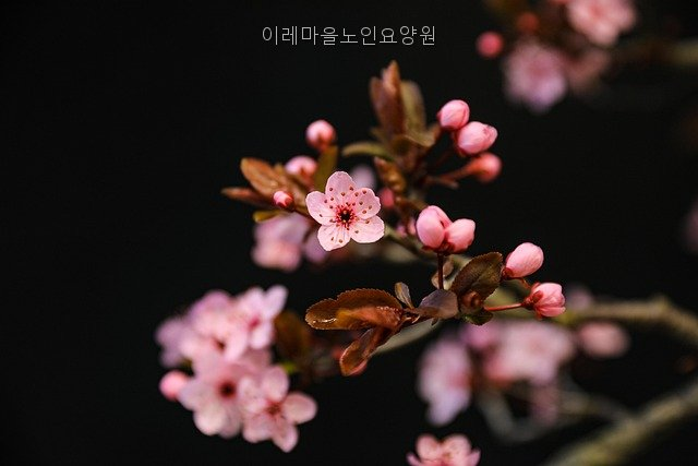Iremaeulnoinyoyangwon photo 2