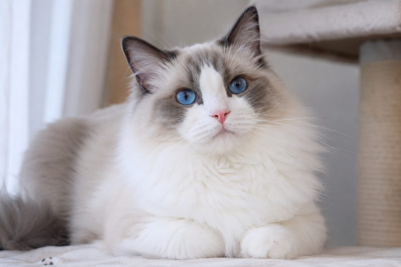 렉돌 고양이 성격부터 특징, 분양 가격, 수명까지 총정리