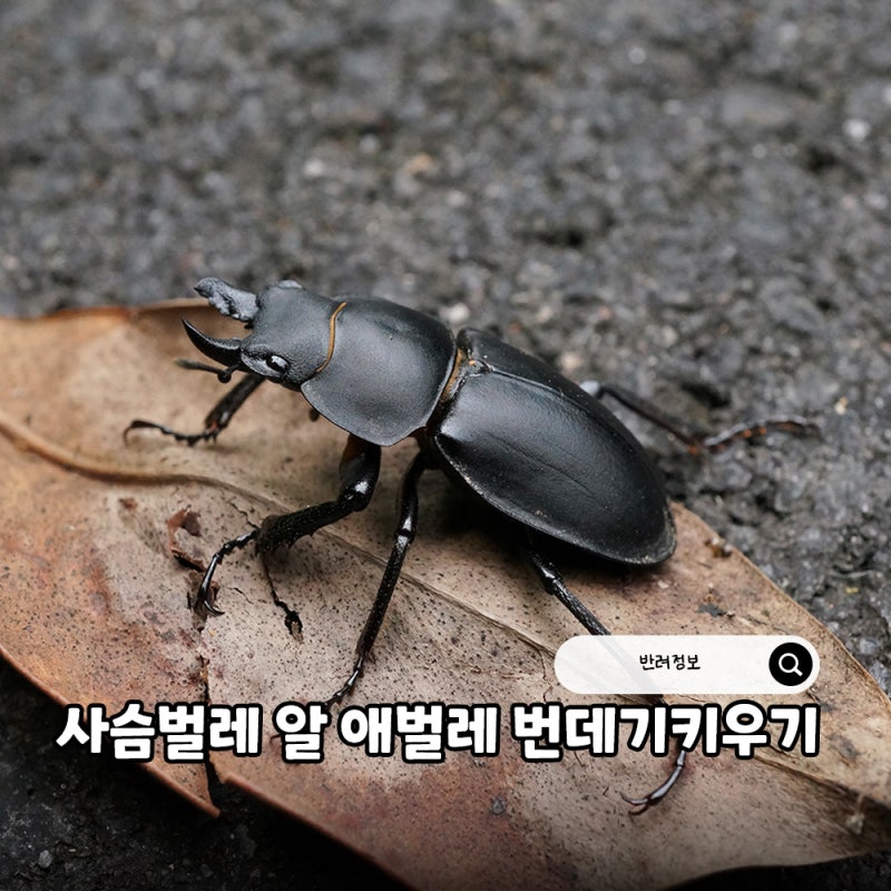 사슴벌레 알 애벌레 번데기 키우기 암컷 수컷 차이와 채집 방법