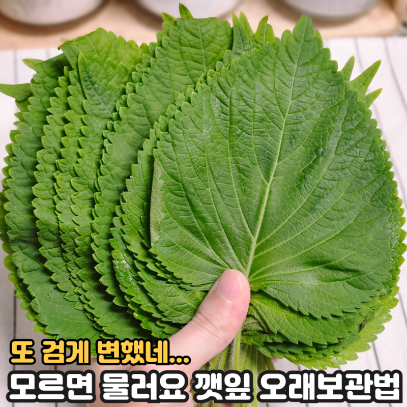 한번 알면 평생 써먹는 깻잎 오래 보관하는 2가지 방법