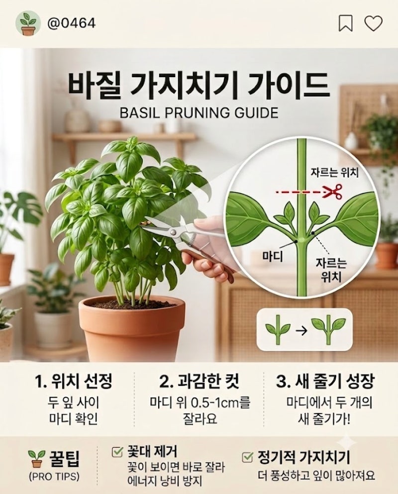 바질 가지치기 방법(시기·자르는 법·보관법)