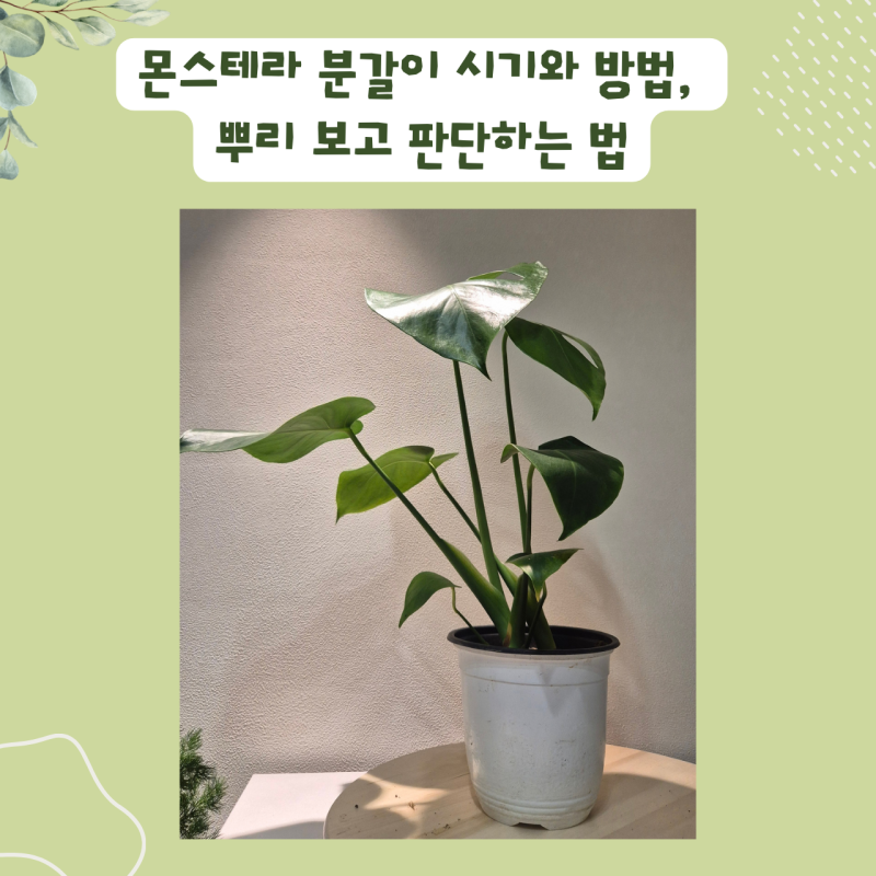 몬스테라 분갈이 시기와 방법, 뿌리 보고 판단하는 법