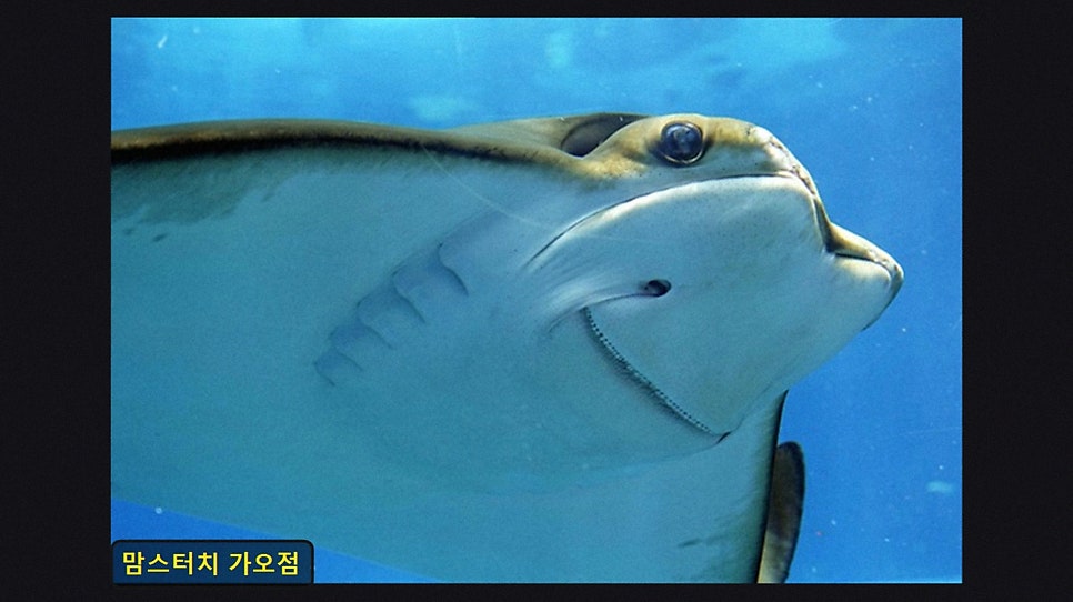 맘스터치 대전가오점 사진 3