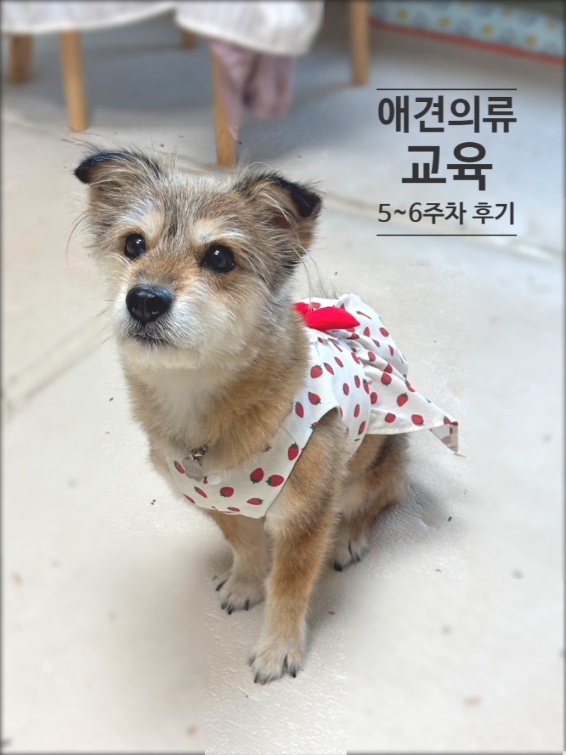 애견의류 교육 5~6주 차 강아지 옷 만들기 후기 | 원피스 제작(수료까지 완료)