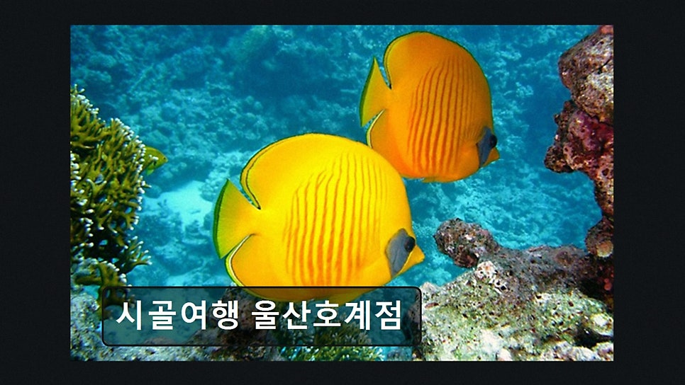 시골여행 울산호계점 사진 2