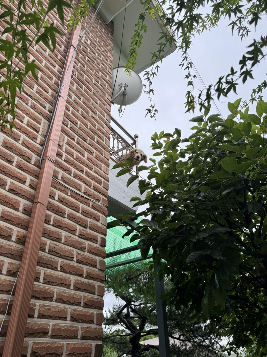 팔당원조칼제비칼국수 양평더테라스 사진 1