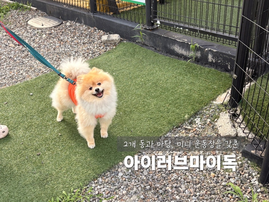 아이러브마이독 사진