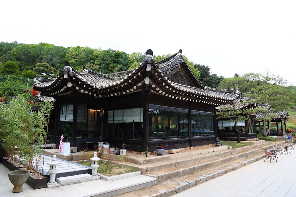 민들레 사진 1