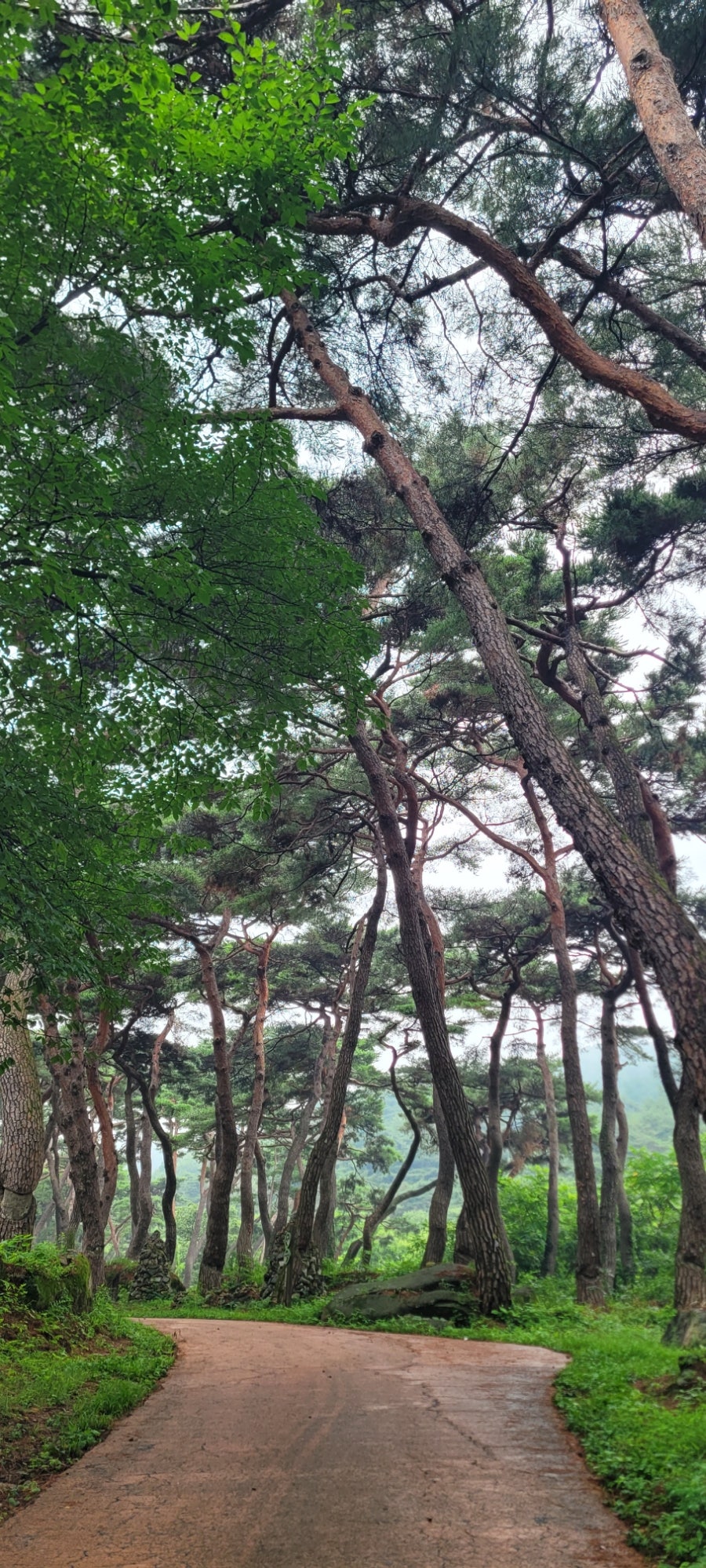 천년의숲길 사진 2