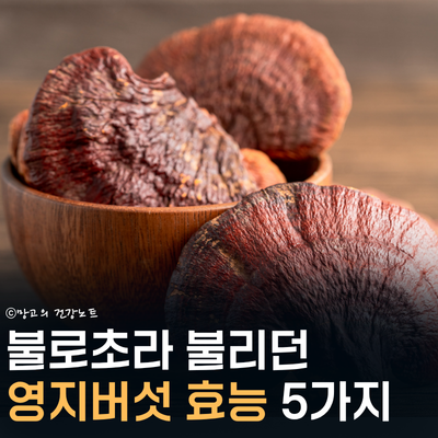 불로초 영지버섯 효능 5가지 어디에 좋을까?ㅣ영양성분, 부작용, 먹는법 영지버섯차