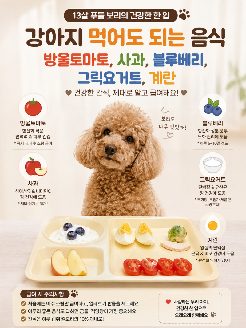 강아지 방울토마토, 사과, 블루베리, 그릭요거트, 계란 먹어도 될까? 급여 방법 총정리!