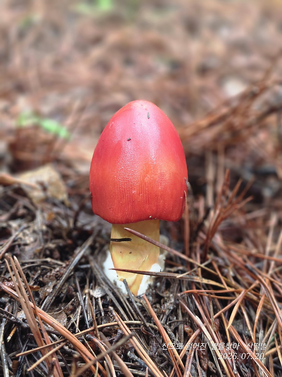 발산 사진 5