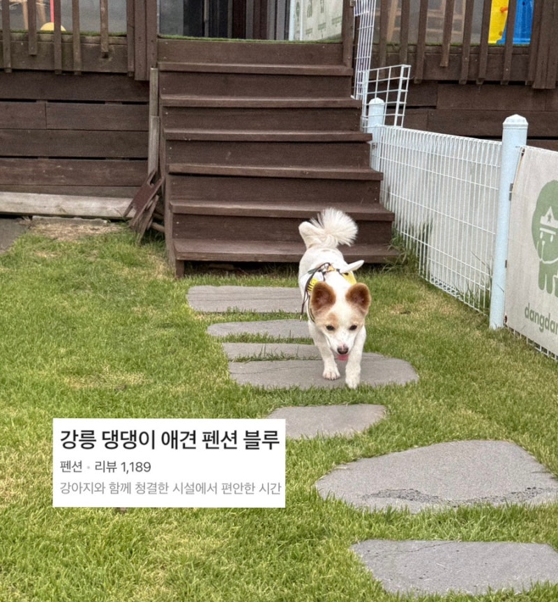 [Gangneung Pet-Friendly Pension] Gangneung Doggy Pet Pension Blue