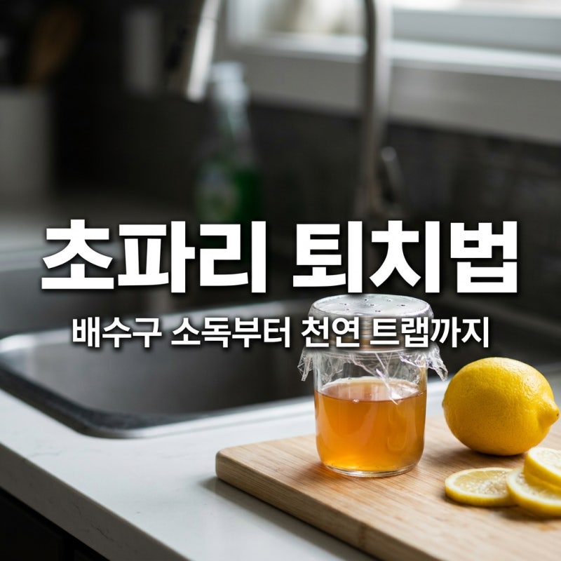 초파리 제거 방법 완벽 정리 배수구 소독부터 천연 트랩 만들기까지
