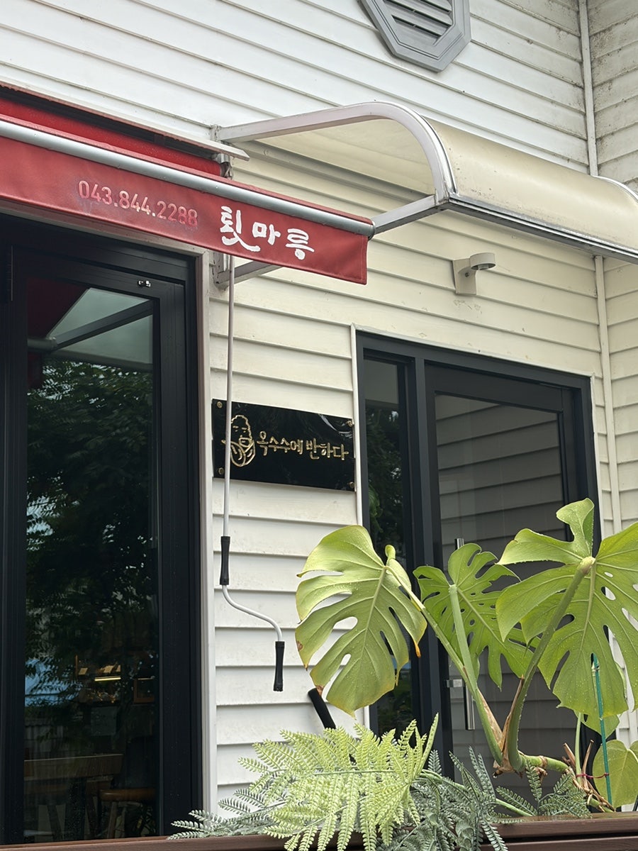 옥수수에 반하다 사진 1
