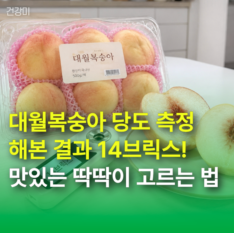 대월복숭아 당도 측정해본 결과 14브릭스! 맛있는 딱딱이 고르는 법